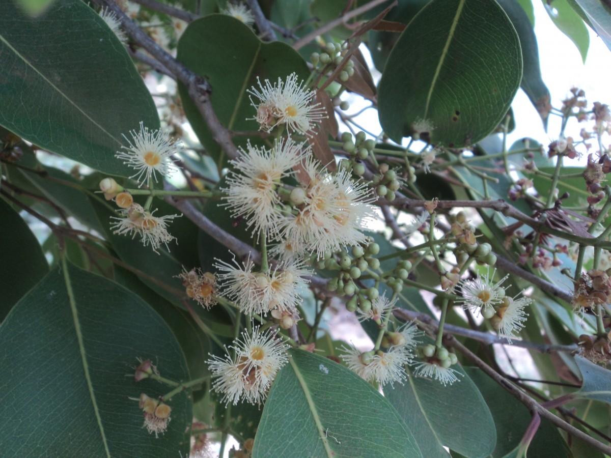 Syzygium cumini (L.) Skeels